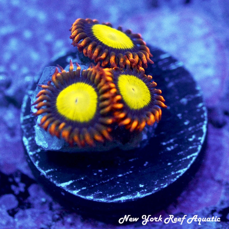 Mandarin Orange Zoanthids