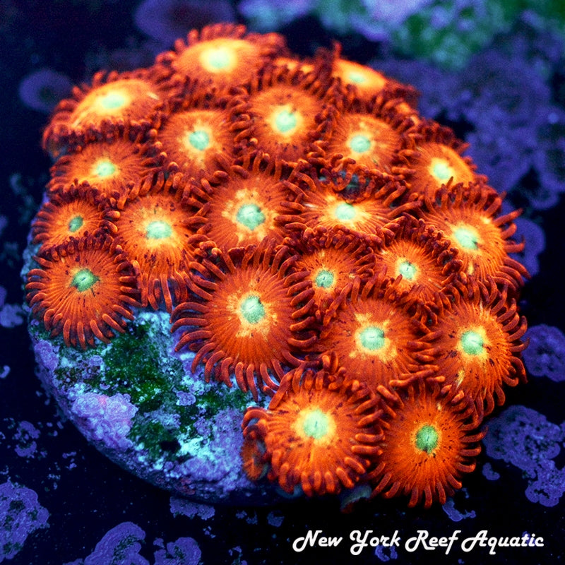 GB Mars Alien Zoanthids