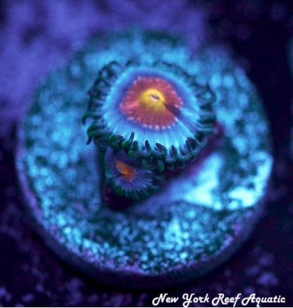 Miami Vice Zoanthid