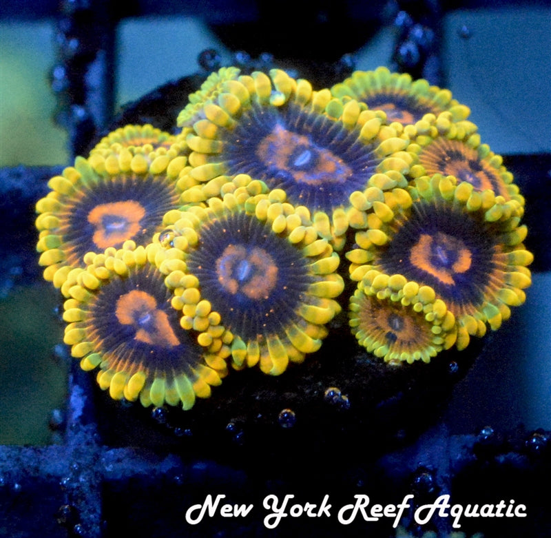 Mind Trick Zoanthids - 1 Polyp Frag