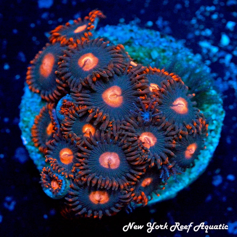 My Clementine Zoanthids