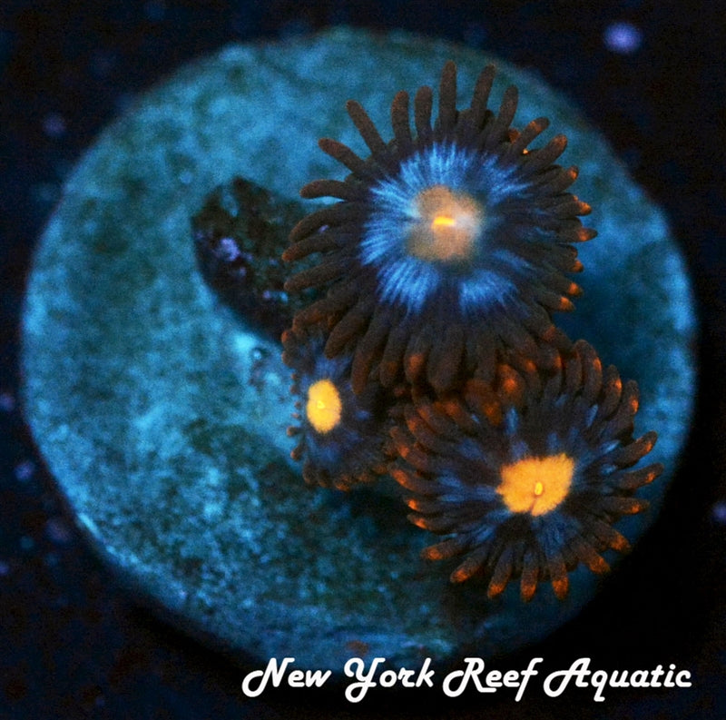 Mystique Zoanthids