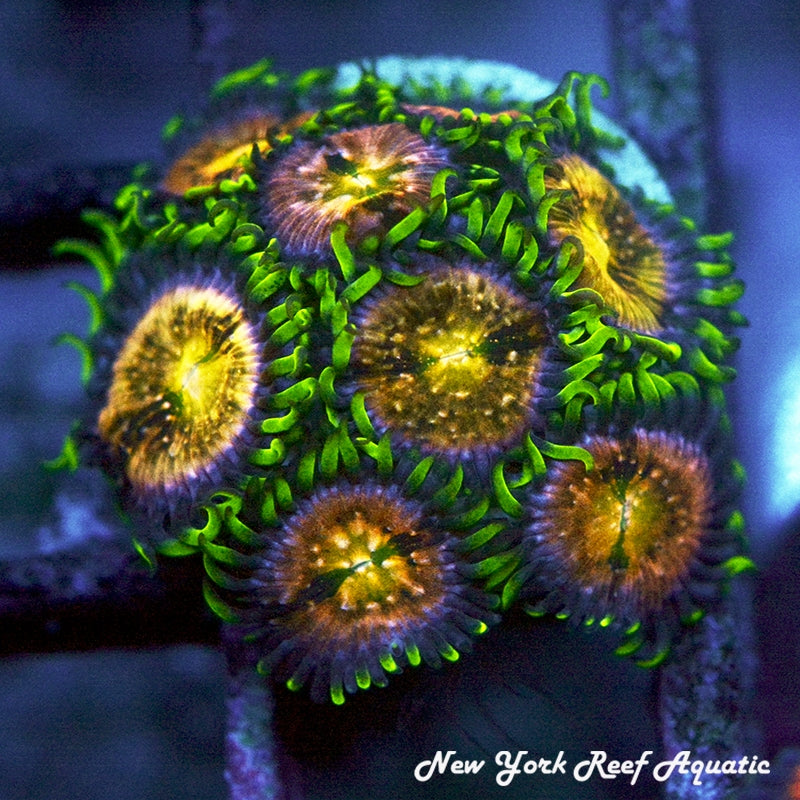 Nirvana Zoanthids 2-3 Polyp Frag