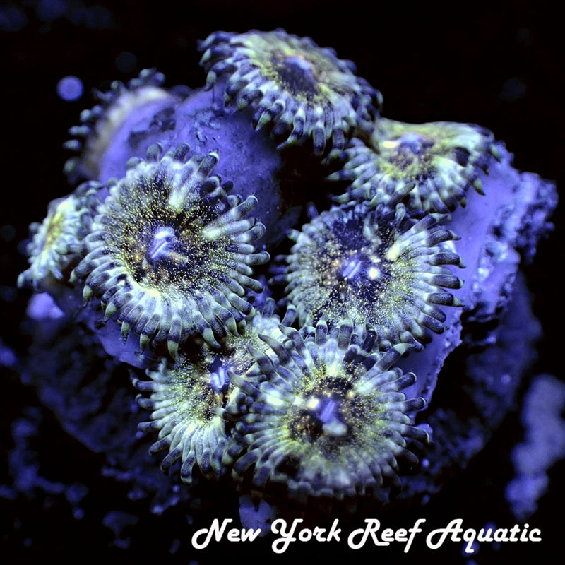 NYRA APEX Zoanthid