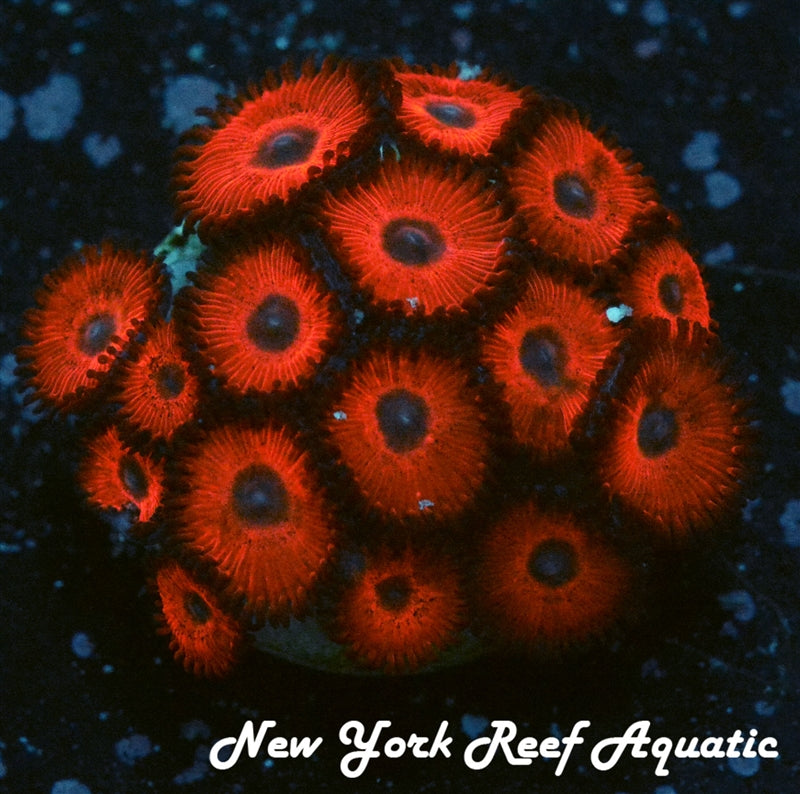 NYRA Cherry Bomb Zoanthids 3-5 Polyp Frag – New York Reef Aquatic