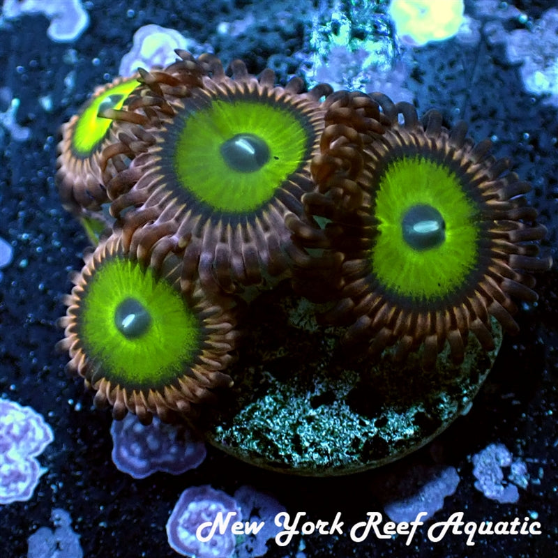 NYRA Chucky's Ring Zoanthid