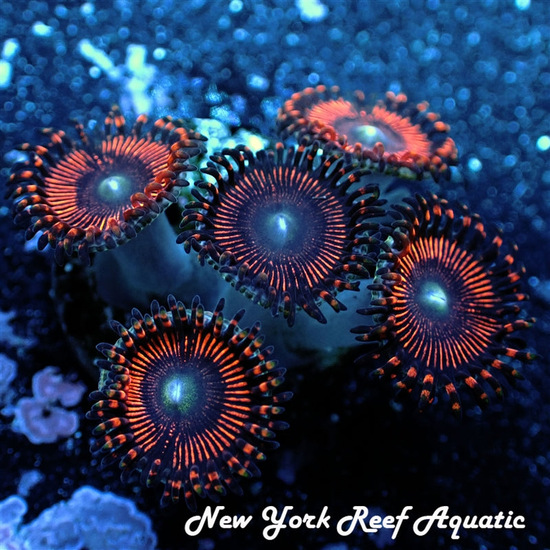 NYRA Flameback Zoanthid