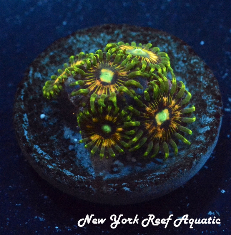 NYRA Thunderbird Zoanthid 3-4 Polyp Frag - SALE PRICE!