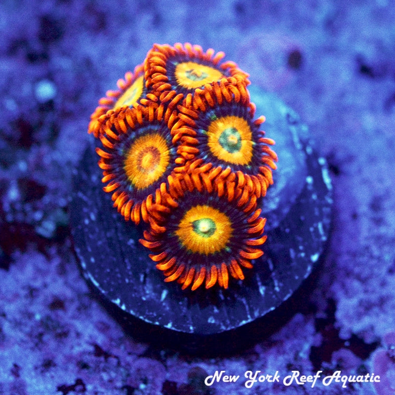 Orange Blondie Zoanthids