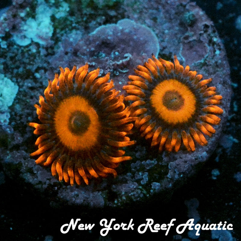 Orange Oxide Zoanthids