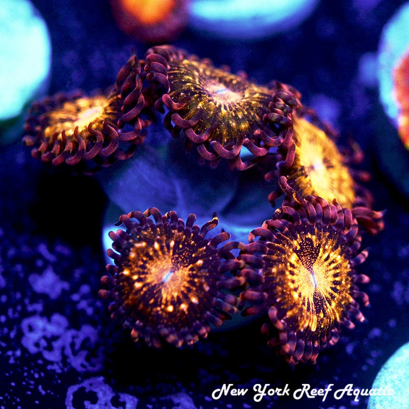 Pandora Zoanthids 4-6 Polyp Frag