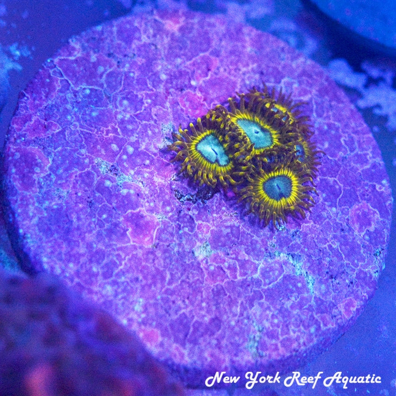 Pikachu Zoanthids - 4-6 Polyp Frag