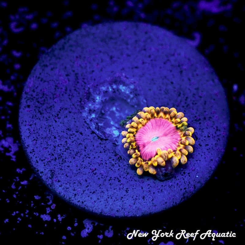 Pink Diamond Zoanthids