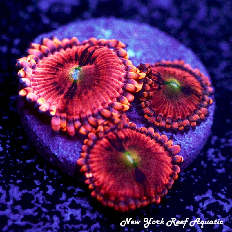 Playboy Bunny Zoanthids - 2-3 Polyp Frag