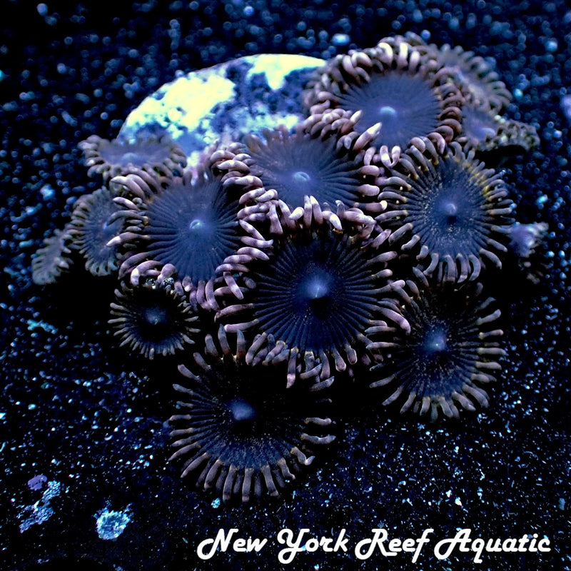 Pluto Passion Zoanthid