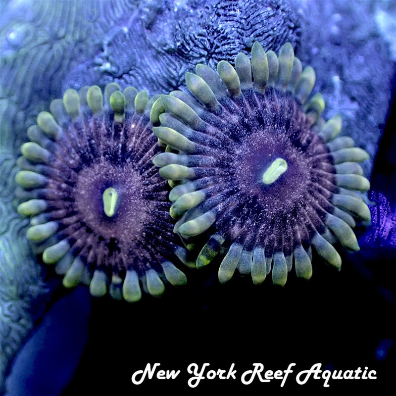 Psychedelics Zoanthid