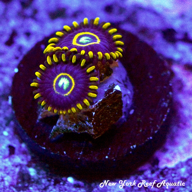 Purple Hornet Zoanthids