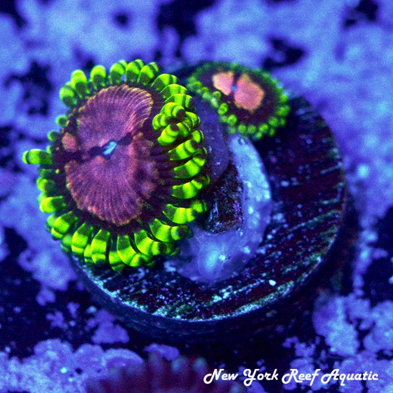 Purple Monster Zoanthids - 2 Polp Frag