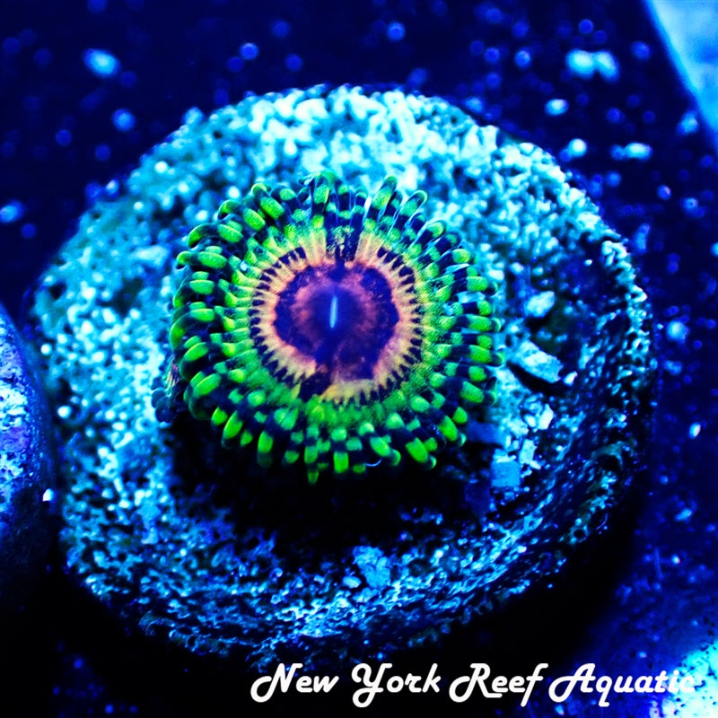 Rainbow Eclipse Zoanthid