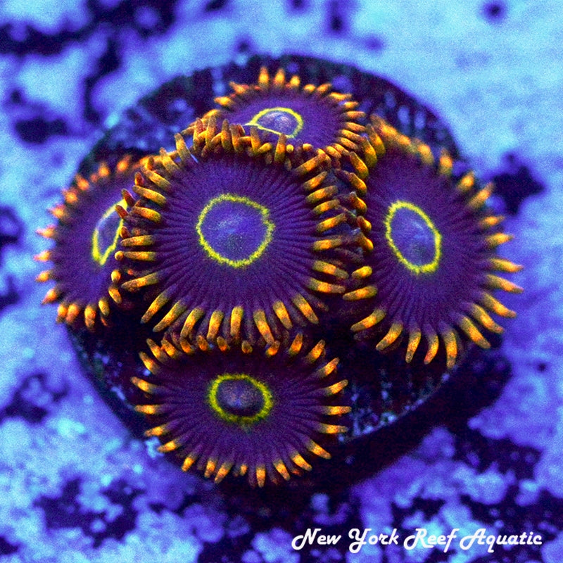 Rainbow Hornet Zoanthids 2-4 Polyps Frag