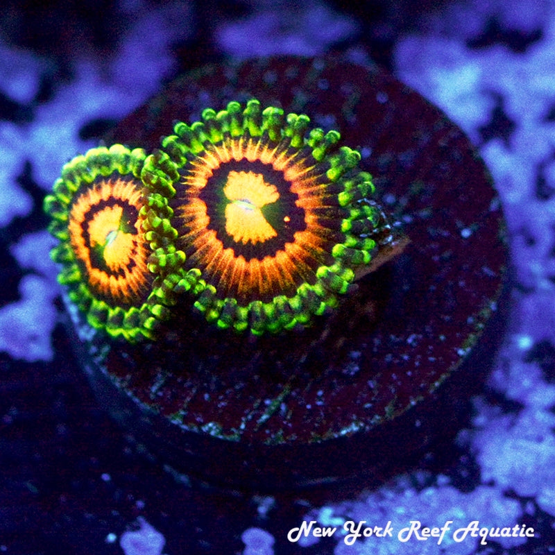 Rainbow Incinerator Zoanthids