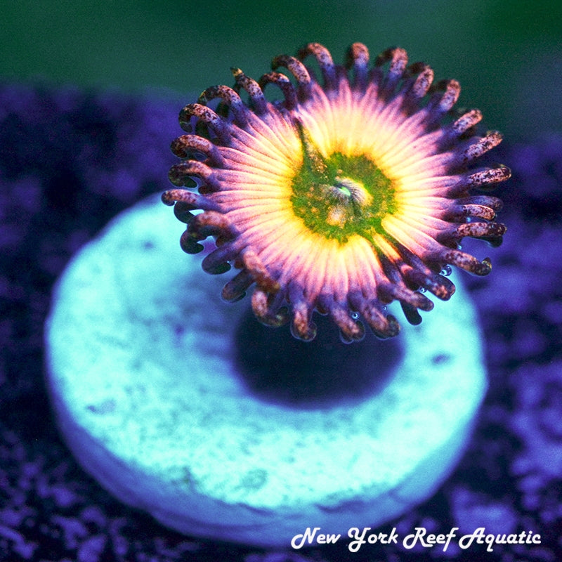 Rainbow Infusion Vampire Zoanthids