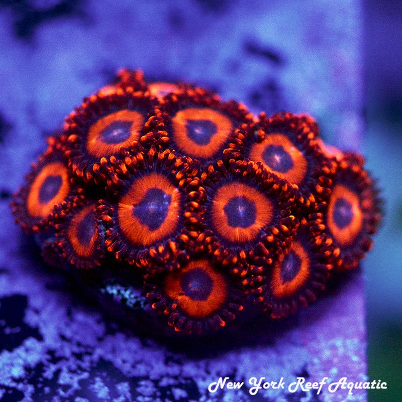 Safecracker Zoanthids