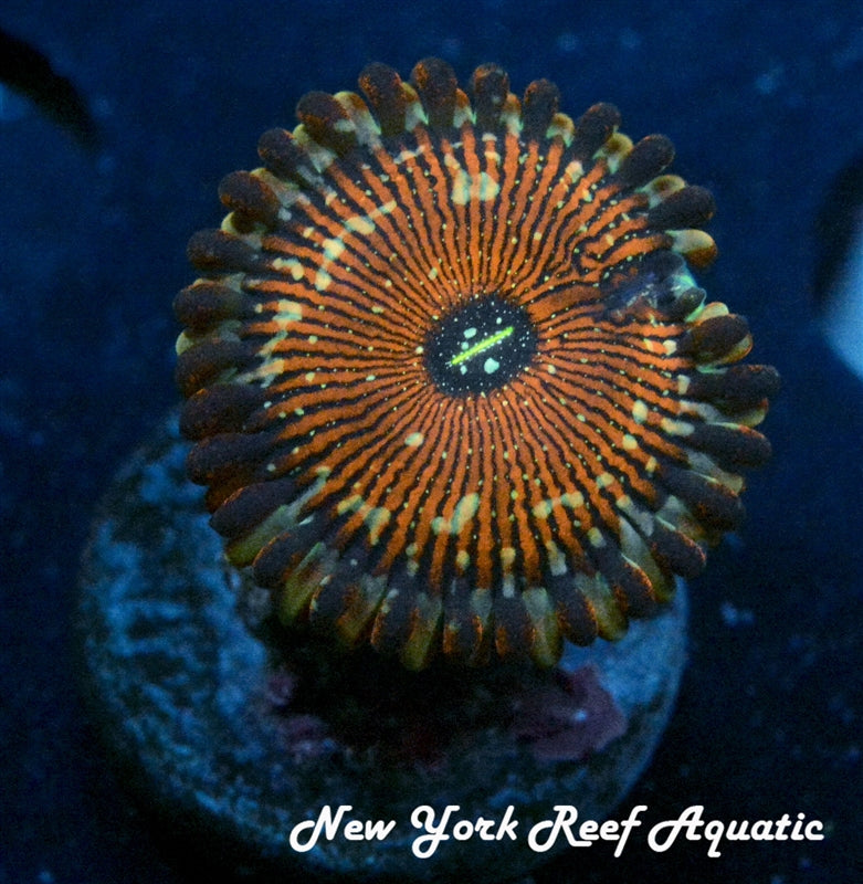 Salted Agave Zoanthid - SALE PRICE! 2 POLYP FRAG