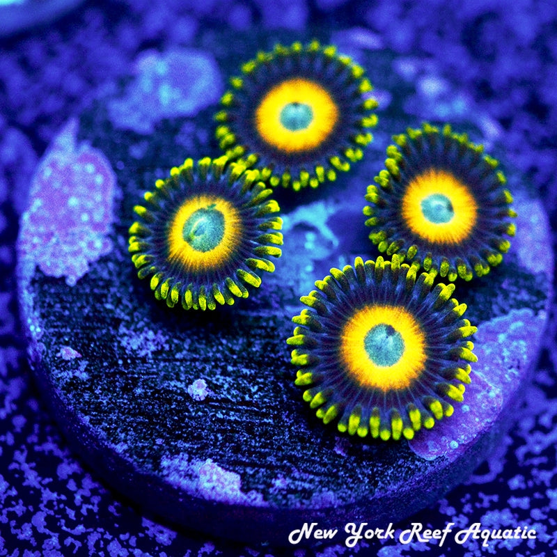 Scrambled Egg Zoanthids