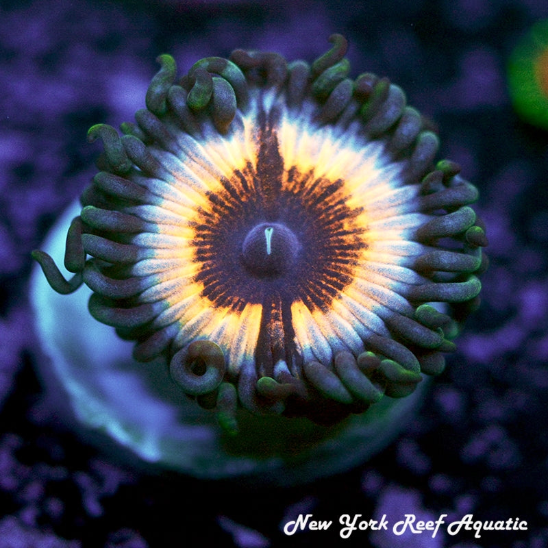 Sonic Flare Zoanthids - 1-2 Polyp Frag