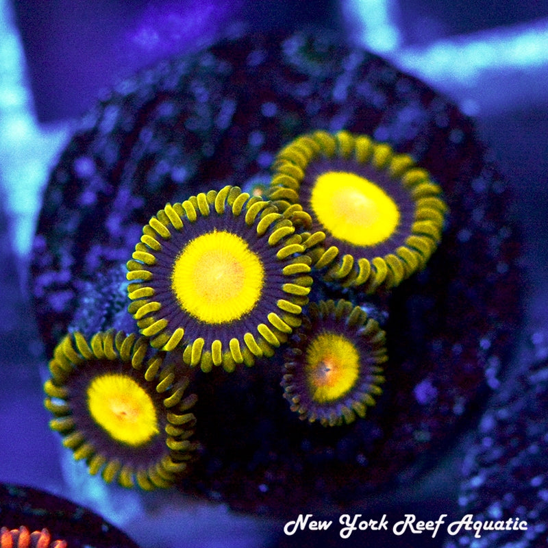 Sundrops Zoanthids 5-8 Polyp Frag