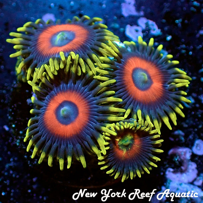 Super Saiyan Zoanthid