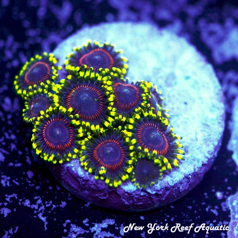 OG Tiger Hornet Zoanthids - SALE PRICE 5-7 POYLP FRAG