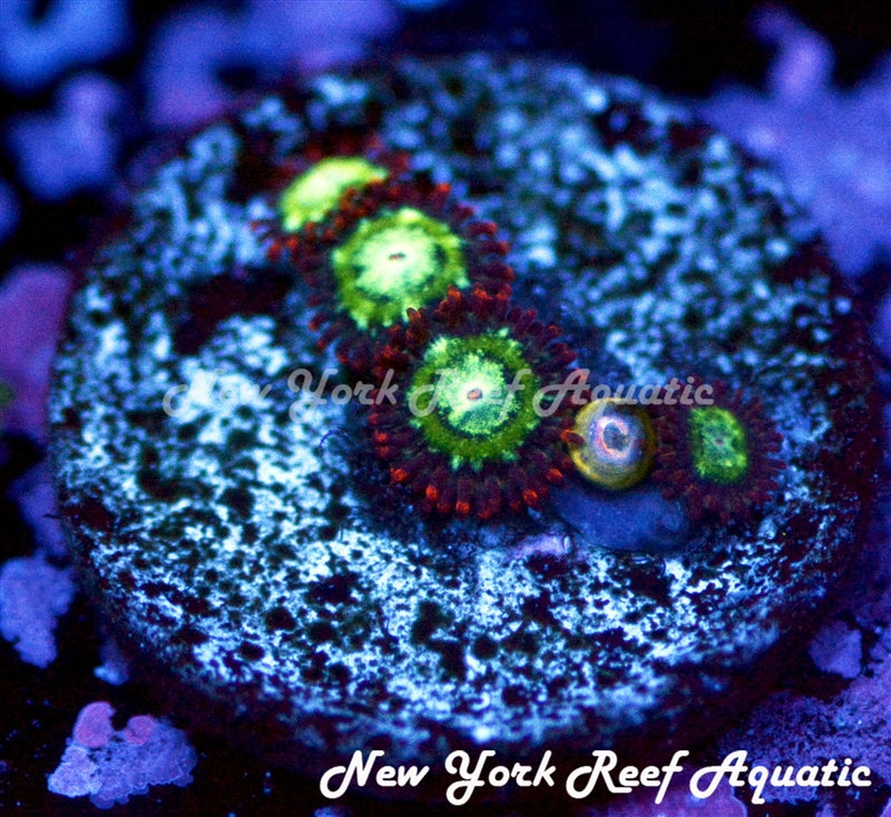 Emerald On Fire Zoanthid - 4-7 Polyp Frag - SPECIAL!