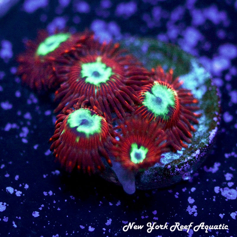 UC Hot shot Zoanthid