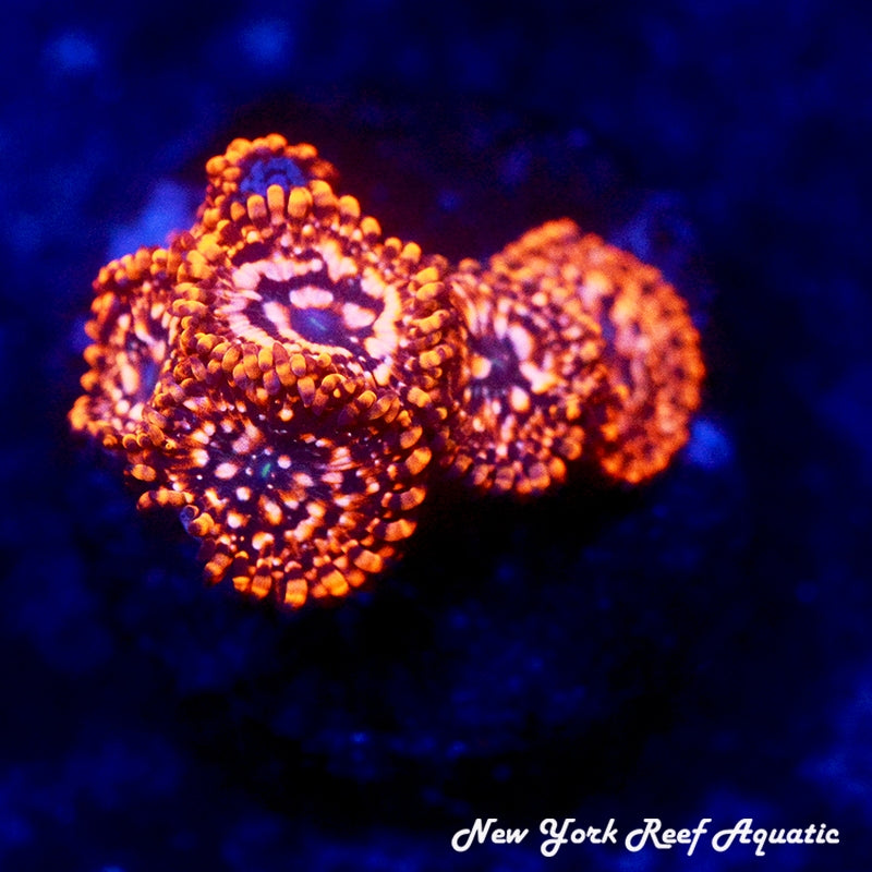 Utter Chaos Zoanthids