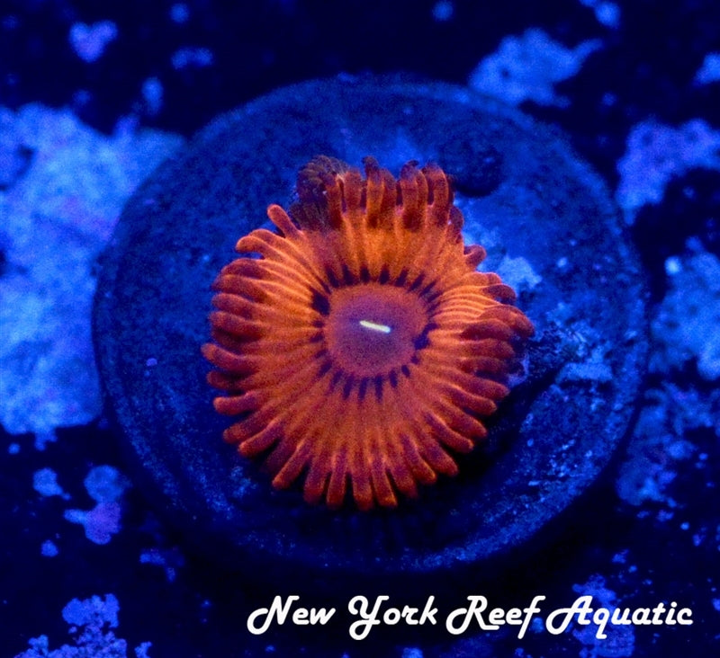 Valentine Day Massacre Zoanthids - 2 Polyp Frag