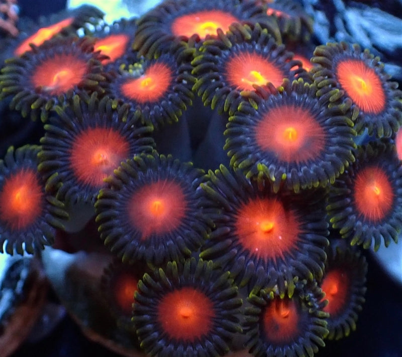 Yellow Brick Road Zoanthid - 4-6 Polyp Frag