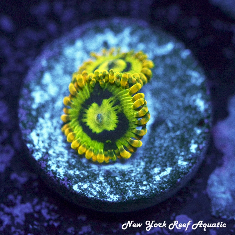 Yoda Zoanthids