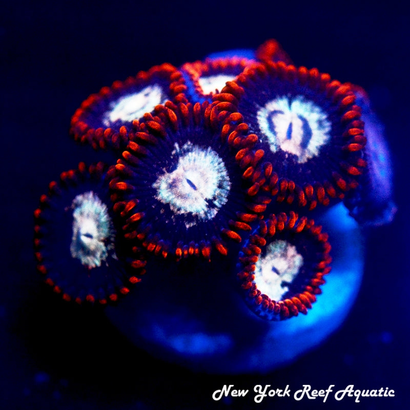 NYRA Zombie Eye Zoanthids