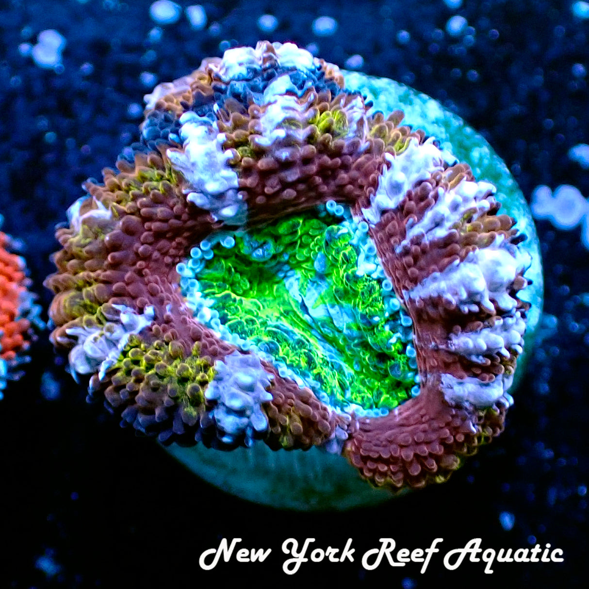 NYRA Tiger Power Acan