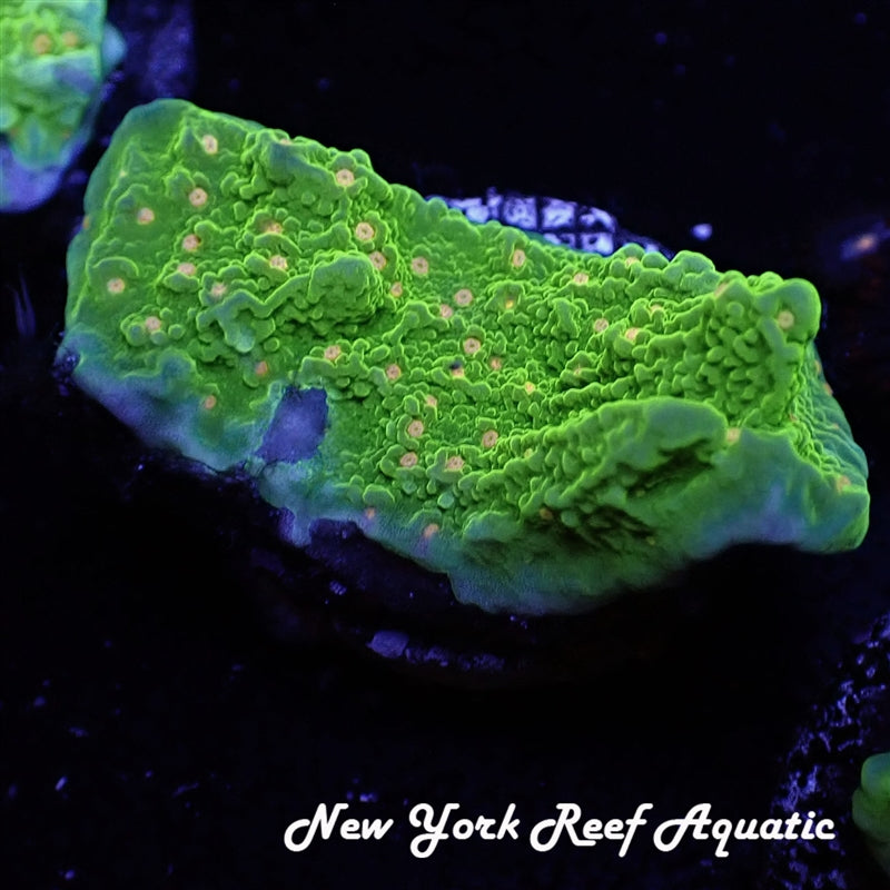 Orange Polyp Monti Favia LPS