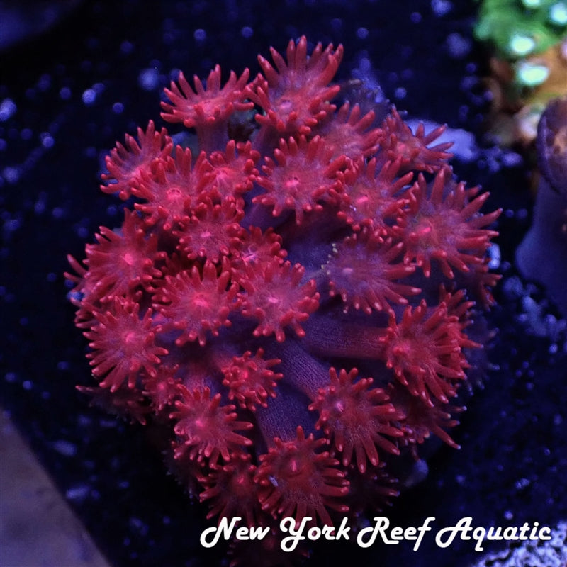 Hot Pink Gonipora LPS