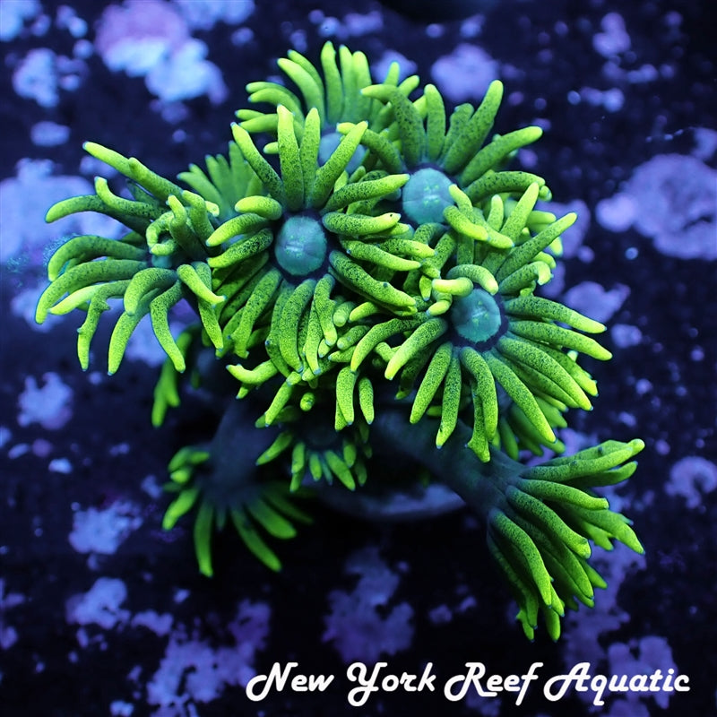 Limegreen Gonipora