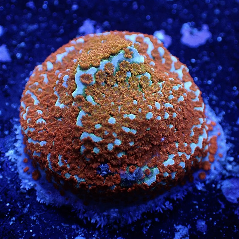 NYRA Rainbow Montipora