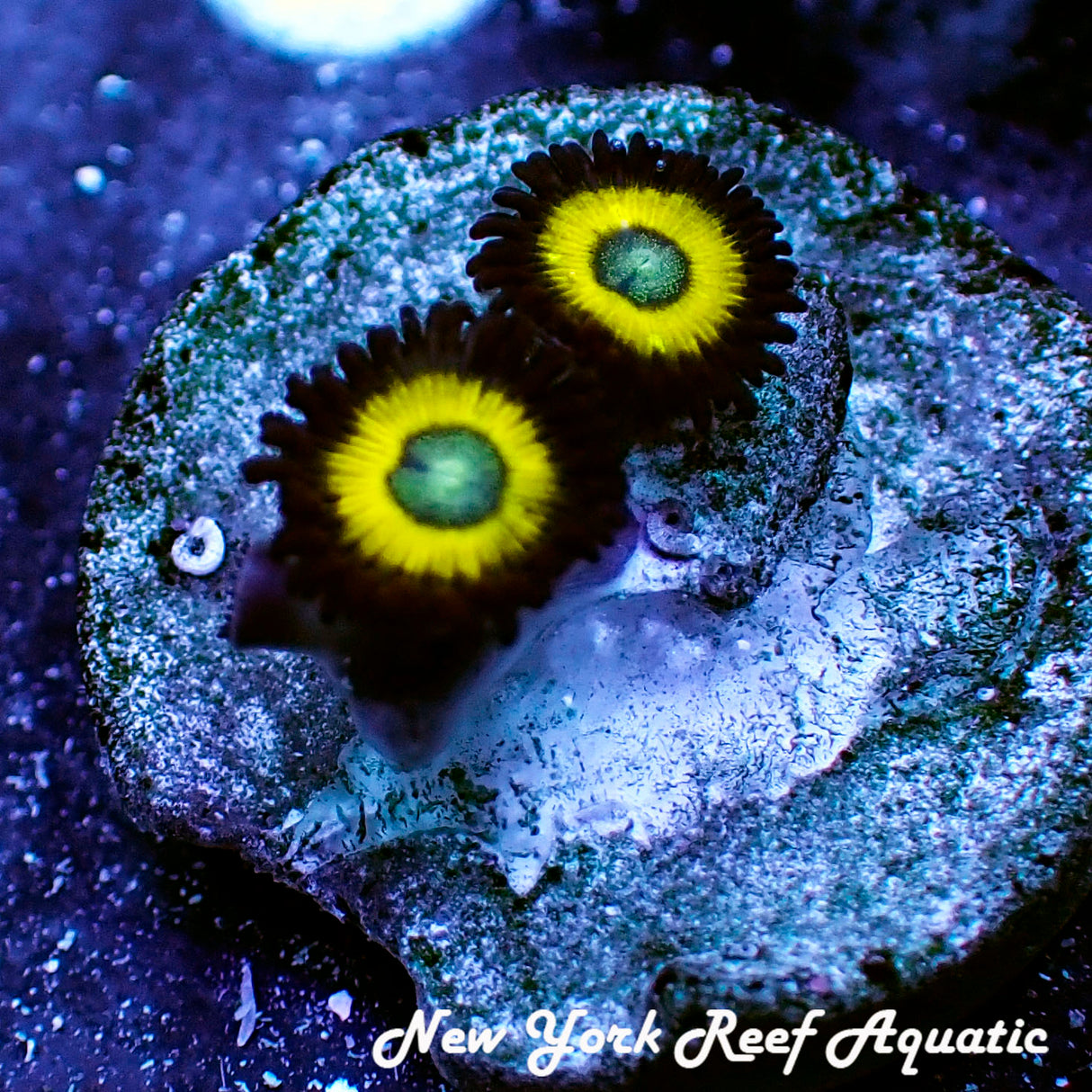 Yellow Submarine Zoanthid