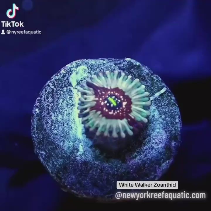 White Zombie Zoanthids