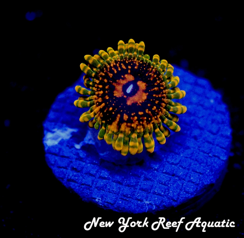 Grand Master Krakatoa Zoanthid Coral (GMK Zoa)